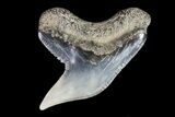 Colorful Fossil Tiger Shark (Galeocerdo) Tooth - Virginia #71141-1